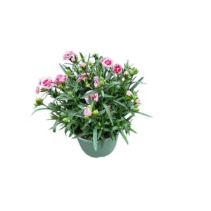 Carnation Sunflor Charmy Carnation Light Pink
(1 Plants/Order)(17cmP 30cmH)