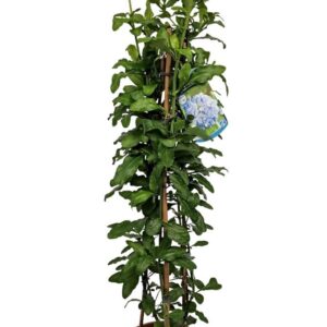 Plumbago auriculata Plumbago Auriculata Pyramid - 1154
(6 Plants/Order)(17cmP 85cmH)