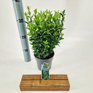 Euonymus japonicus Microphyllus Euonymus jap. 'Microphyllus'
(8 Plants/Order)(13cmP 20cmH)