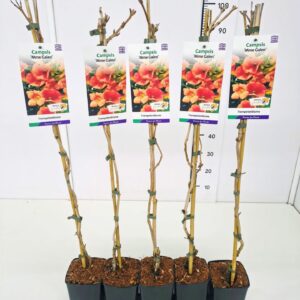 Campsis x tagliabuana Madame Galen Campsis tagliab. 'Mme Galen' 80CMC2
(10 Plants/Order)(17cmP 100cmH)