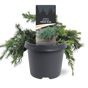 Cedrus deodara Feelin Blue Cedrus deodara 'Feelin' Blue'
(1 Plants/Order)(23cmP 35cmH)