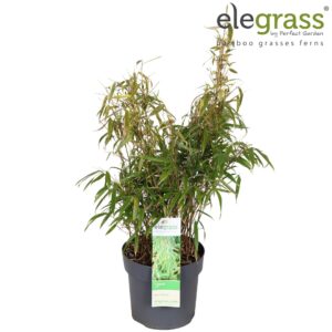 Fargesia rufa Fargesia rufa P19
(1 Plants/Order)(19cmP 100cmH)