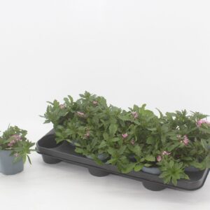 Scaevola Saphira Scaevola pink
(12 Plants/Order)(10.5cmP 20cmH)