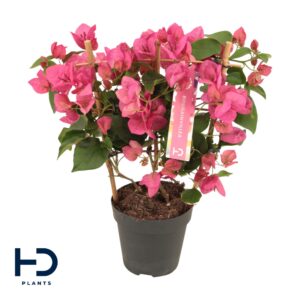 Bougainvillea Bougainvillea red 12cm Rack
(6 Plants/Order)(12cmP 40cmH)
