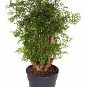 Polyscias fruticosa Polyscias Ming busch P21
(1 Plants/Order)(21cmP 80cmH)