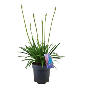 Agapanthus Brilliant Blue Agapanthus 'Brilliant Blue'p17 (PT)
(6 Plants/Order)(17cmP 50cmH)