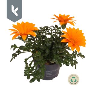Gazania Giant Deep Orange Gazania The Grand Orange
(8 Plants/Order)(12cmP 25cmH)