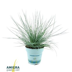 Festuca glauca Festuca glauca CompactA Blue®
(15 Plants/Order)(10.5cmP 25cmH)
