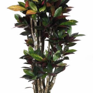Codiaeum Mrs Iceton Codiaeum Mrs Iceton busch P31
(1 Plants/Order)(31cmP 140cmH)