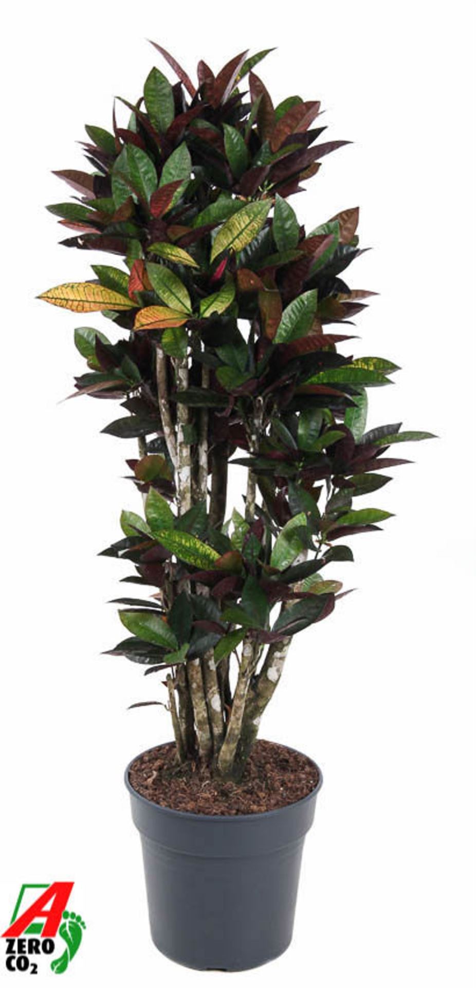 58229dea-0aa9-40e5-8771-b793c4dd7aa9.jpg