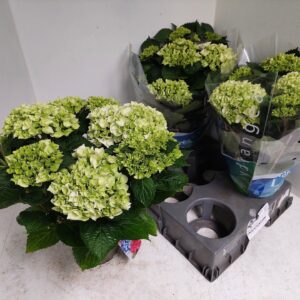 Hydrangea wudu Hydrangea white
(6 Plants/Order)(15cmP 40cmH)