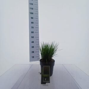 Molinia caerulea Heidebraut Molinia caerulea 'Heidebraut'
(1 Plants/Order)(19cmP 40cmH)