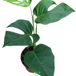 Monstera Monstera Sierrana
(8 Plants/Order)(17cmP 40cmH)