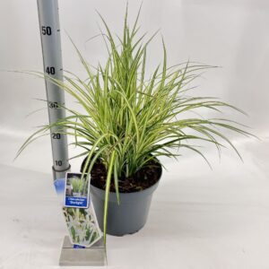 Siergrassen mix Chlorophytum saunderisiae ‘Starlight’ PBR
(1 Plants/Order)(23cmP 80cmH)