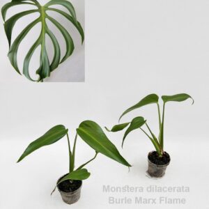 Monstera Monstera dilacerata Burle Marx Flame 7cm
(4 Plants/Order)(7cmP 22cmH)