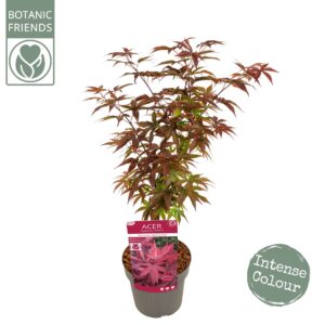 Acer palmatum Acer palm. 'Twombly's Red Sentinel'
(1 Plants/Order)(19cmP 65cmH)