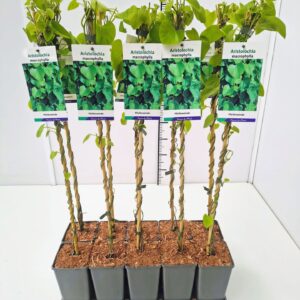 Aristolochia macrophyll Aristolochia macrophylla 80CMC2
(10 Plants/Order)(17cmP 100cmH)