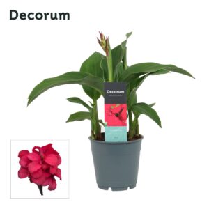 Canna Cannova pink Canna pink (Decorum)
(10 Plants/Order)(12cmP 30cmH)