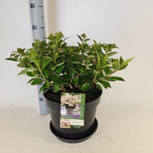 Hydrangea paniculata Hydrangea paniculata Polestar
(1 Plants/Order)(29cmP 50cmH)