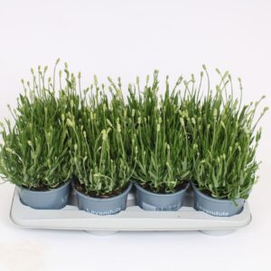 Lavandula Aromance White Lavandula angustifolia aromance white
(8 Plants/Order)(14cmP 30cmH)