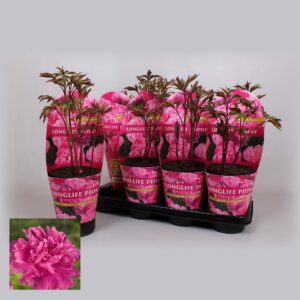 Paeonia Paeonia 14CM C2 pink Longlife
(8 Plants/Order)(14cmP 25cmH)