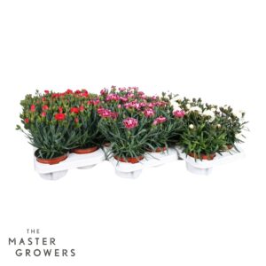 Carnation caryophyllus Carnation caryophyllus mix Laag
(8 Plants/Order)(12cmP 20cmH)