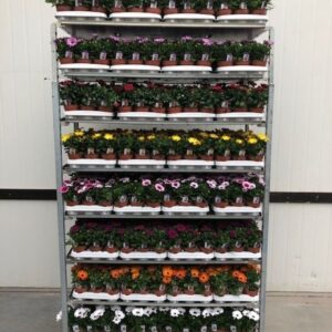 Osteospermum
(15 Plants/Order)(10.5cmP 22cmH)