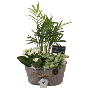 Arrangement kamer PTIB5303 Arrangement Indoor in metalen Pot ovaal
(4 Plants/Order)(19cmP 32cmH)