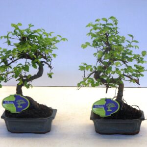 Bonsai Zelkova parvifolia, 15cm., shape, without driptray
(10 Plants/Order)(15cmP 30cmH)