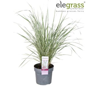 Calamagrostis x Overdam Calamagrostis acutiflora x 'Overdam' P19
(1 Plants/Order)(19cmP 70cmH)