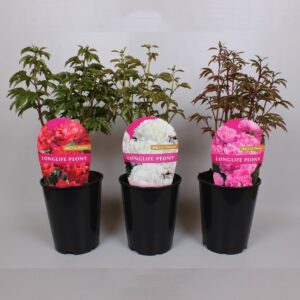 Paeonia Paeonia Premium Longlife 26CM, C6 mix
(1 Plants/Order)(26cmP 50cmH)
