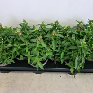 Antirrhinum majus mixed Antirrhinum mixed
(12 Plants/Order)(10.5cmP 20cmH)