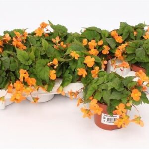 Begonia Begonia Papaya
(10 Plants/Order)(10.5cmP 17cmH)