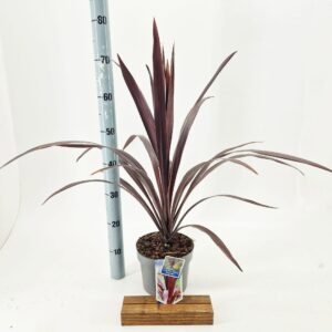 Cordyline Superstar Cordyline obtecta Superstar ('Albatross'PBR)
(1 Plants/Order)(19cmP 75cmH)
