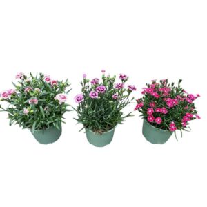Carnation caryophyllus Carnation in Types
(1 Plants/Order)(17cmP 25cmH)