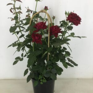 Rosa Chrystal Select Rosa Royal 'select' p22
(1 Plants/Order)(22cmP 75cmH)