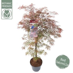 Acer palmatum Acer palm. 'Garnet' C14 struik
(1 Plants/Order)(30cmP 130cmH)