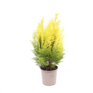 Chamaecyparis Ivonne Chamaecyparis lawsoniana 'Ivonne'
(8 Plants/Order)(13cmP 35cmH)