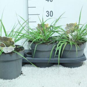 Pennisetum alopecuroides Pennisetum alop. ' Black Beauty' P19
(3 Plants/Order)(19cmP 30cmH)