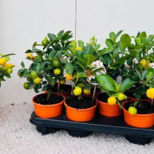 Citrofortunella x microcar Citrus Calamondin mini-stem (s2)
(9 Plants/Order)(12cmP 25cmH)