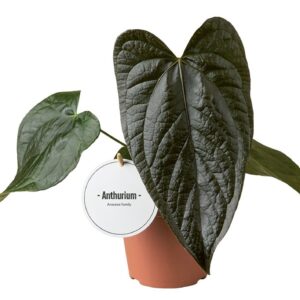 Anthurium Leaf Anthurium Queen of Hearts
(8 Plants/Order)(12cmP 35cmH)