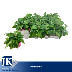 Pentas Graffiti Pentas Pink
(12 Plants/Order)(12cmP 20cmH)