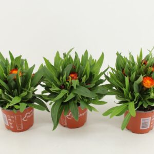 Bracteantha Dreamtime Copper Bracteantha Dreamtime / strobloem Copper
(9 Plants/Order)(12cmP 25cmH)