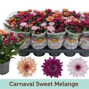 Chrysanthemum Mount Aubisque Chrysanthemum Carnaval Sweet Melange
(10 Plants/Order)(12cmP 25cmH)