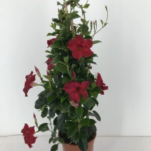 Mandevilla Sundaville Red p17 Sundaville red pyramid
(1 Plants/Order)(17cmP 60cmH)