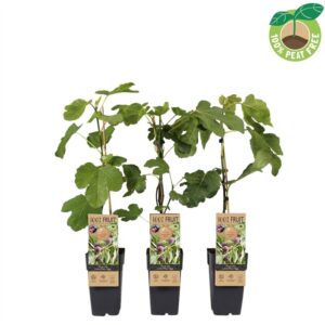 Tree's Ficus carica Little Miss Figg Ficus carica 'Little miss Figgy'
(10 Plants/Order)(15cmP 50cmH)