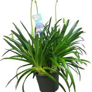 Agapanthus Big Blue Agapanthus Big Blue, 6-10 Ripsen
(1 Plants/Order)(40cmP 150cmH)
