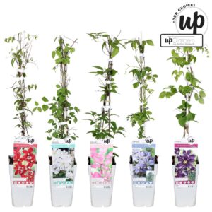 Clematis Clematis Strong and Easy mix laag P15
(50 Plants/Order)(15cmP 65cmH)