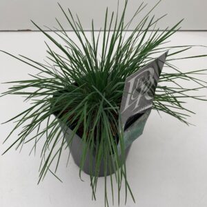 Koeleria glauca Koeleria glauca
(6 Plants/Order)(17cmP 25cmH)