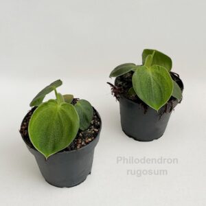 Philodendron Philodendron rugosum 12cm
(8 Plants/Order)(12cmP 15cmH)